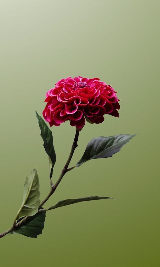 Fuchsia Pompon Dahlia