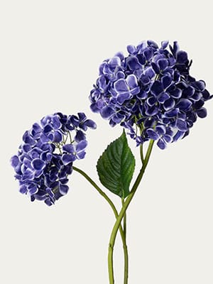Giant Hydrangea