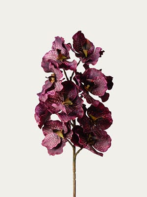 Burgundy vanda orchid