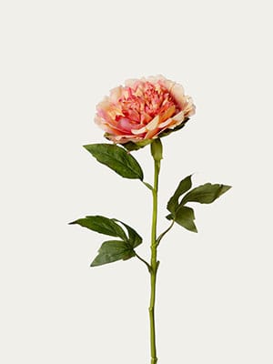 Peony