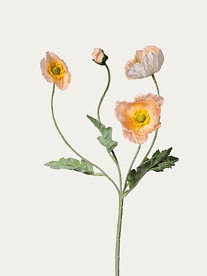 Poppy Bunch