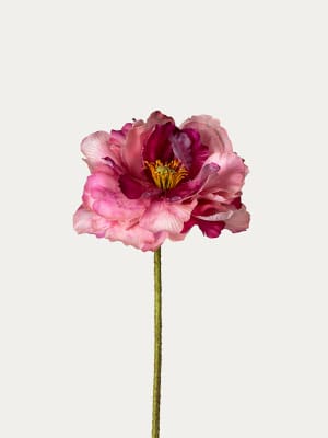 Cream Poppy pink