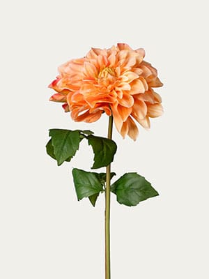 Cream dahlia