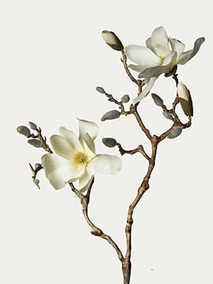 Cream magnolia