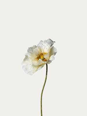 Cream poppy