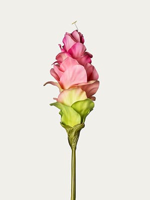 Curcuma