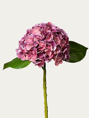 Hydrangea Long Stem