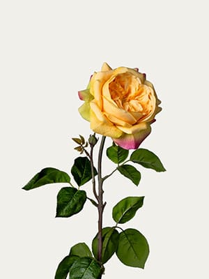 Golden Celebration rose