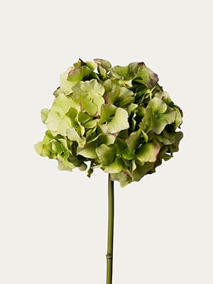 Green hydrangea