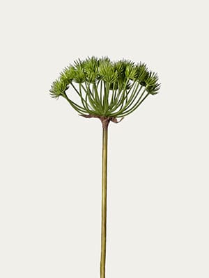 Green pine cone