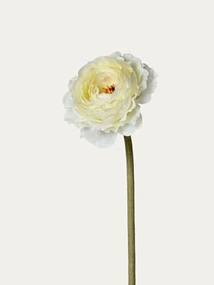 Tea Rose