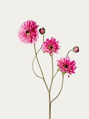 Hot pink dahlia five heads