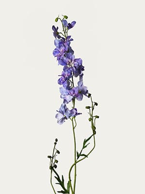 Lavender delphinium