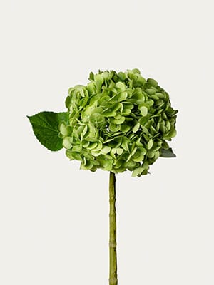 Hydrangea Ballgown
