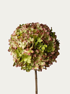 Mauve green hydrangea