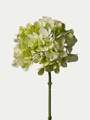 Mint hydrangea