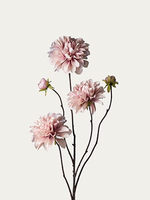 Old pink dahlia