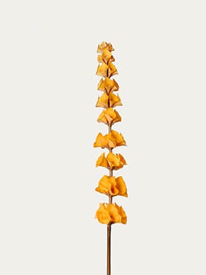 Orange Bells of Ireland