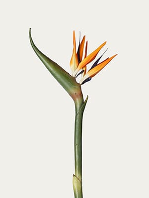 Orange bird of paradise
