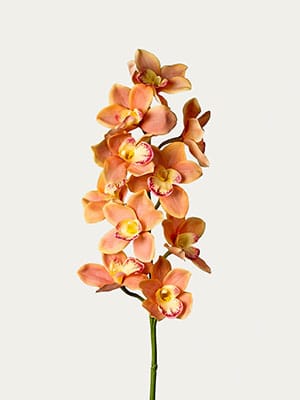 Orange cymbidium orchid