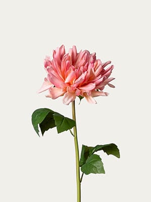 Cactus Dahlia