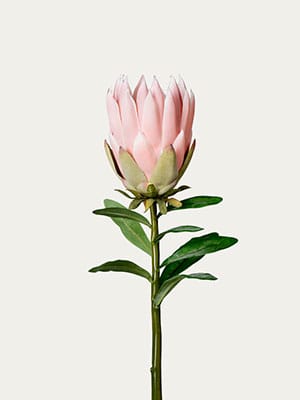 Pink king protea