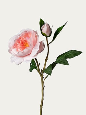 Pink peony