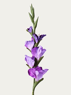 Purple Gladiolus