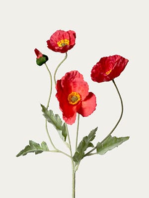 Red Iceland poppy