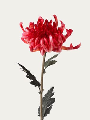 Red Mum