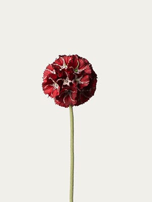Red scabiosa