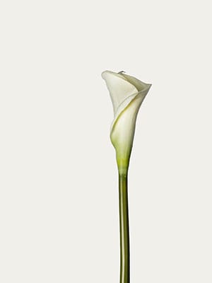 Calla