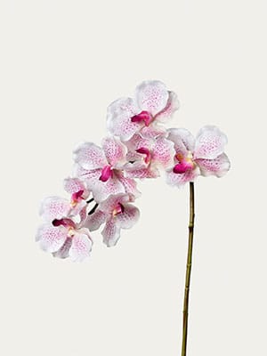 White purple vanda orchid