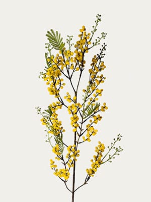 Yellow mimosa