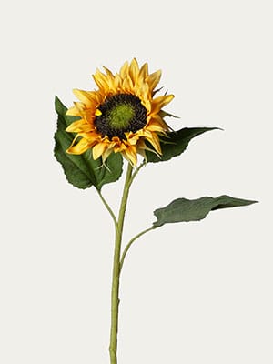 Yellow sunflower