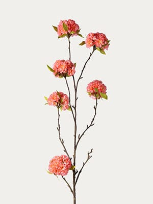 Peach Blossom