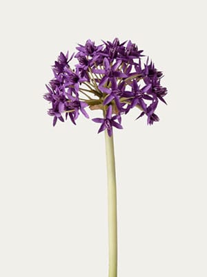 Purple Allium